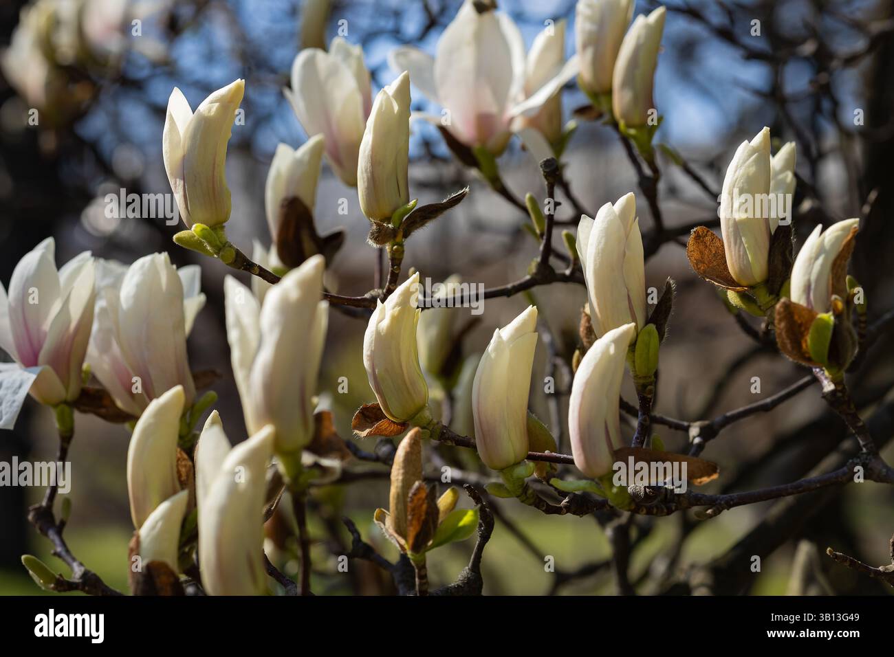 Nahaufnahme weißer Magnolienblüten an Baumzweigen im Frühfrühling im botanischen Garten. Pflanzenbiologie und Blühzyklen Stockfoto