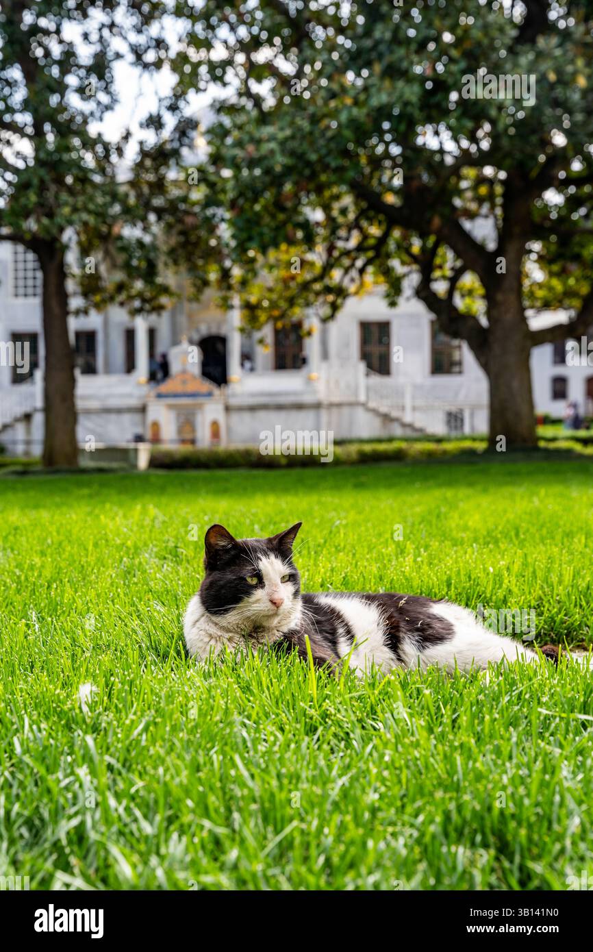 Schwarz-weiße streunende Katze, die in den Gärten des historischen Topkapi-Palastes ruht, einem wichtigen kulturellen Wahrzeichen und Touristenziel in Istanbul, Türkei Stockfoto