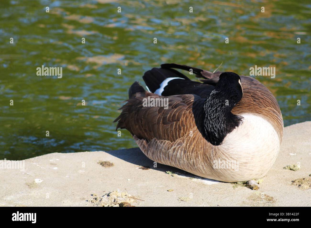 Gans, die am Wasser schlafen Stockfoto