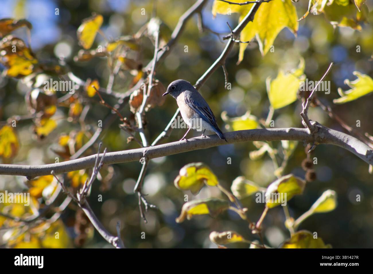 Kleiner blauer Vogel in der Natur Stockfoto