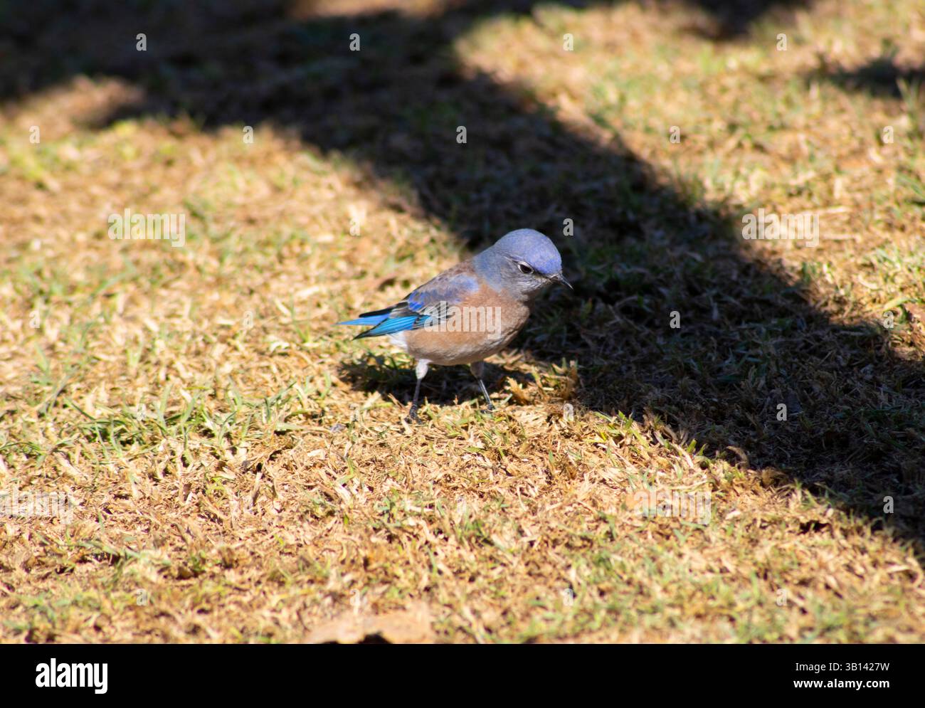 Kleiner blauer Vogel in der Natur Stockfoto