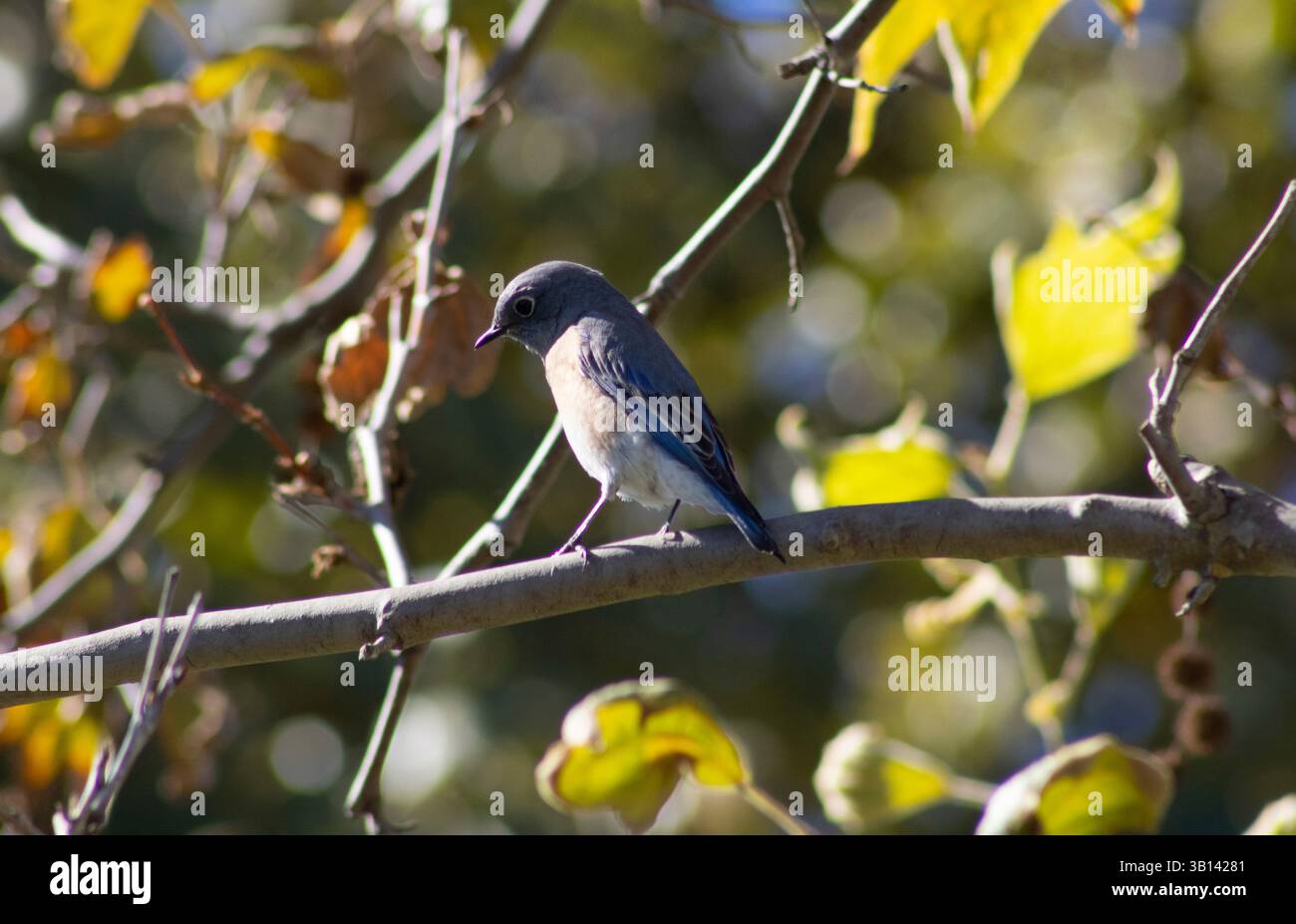 Kleiner blauer Vogel in der Natur Stockfoto