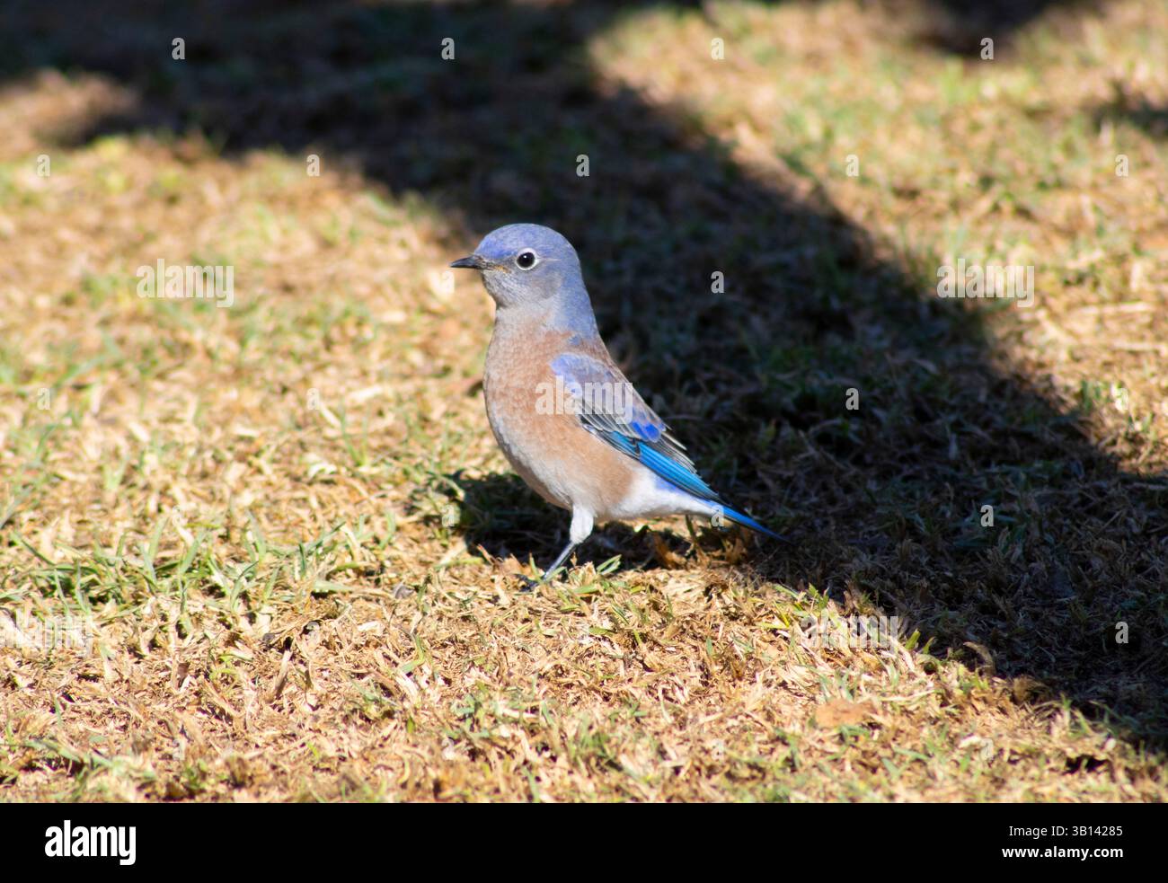 Kleiner blauer Vogel in der Natur Stockfoto