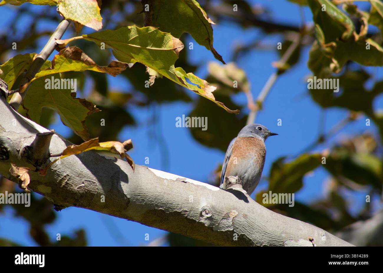 Kleiner blauer Vogel in der Natur Stockfoto