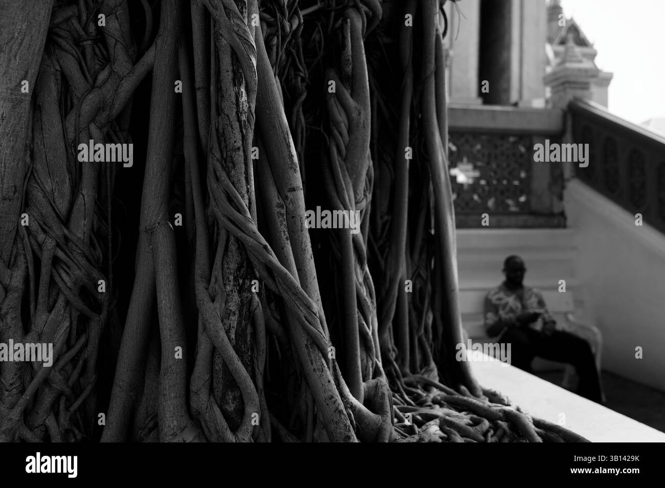 Alte Baumwurzeln breiten sich im Vordergrund aus, während ein Mann leise im Hintergrund sitzt Stockfoto