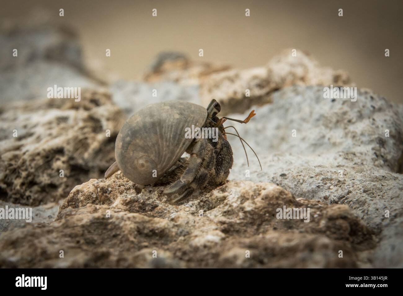Einsiedlerkrabben laufen am Strand Stockfoto