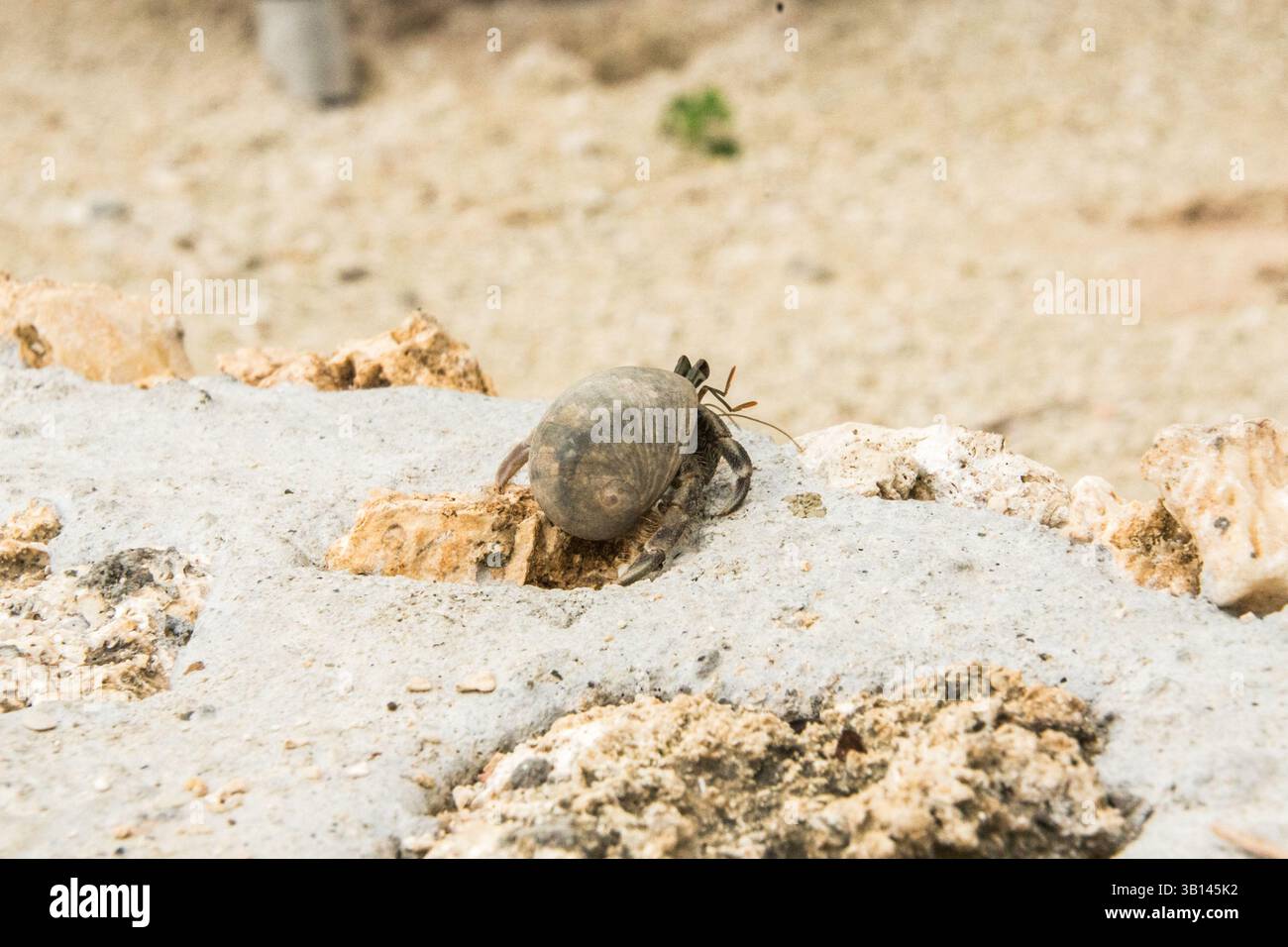 Einsiedlerkrabben laufen am Strand Stockfoto