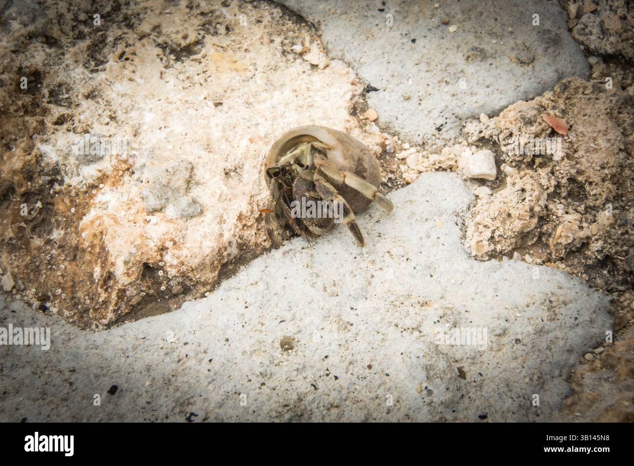 Einsiedlerkrabben laufen am Strand Stockfoto