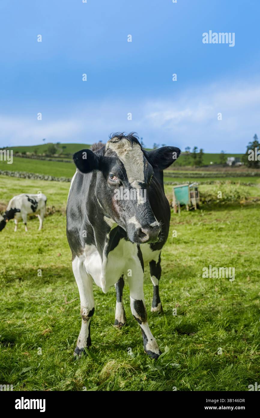 Die holsteinische Friesische Kuh mit ihrem markanten schwarz-weißen Fell blickt direkt in die Kamera auf einer üppigen Weide: Ruhiges Ackerland, grüne Weide, ländliche La Stockfoto