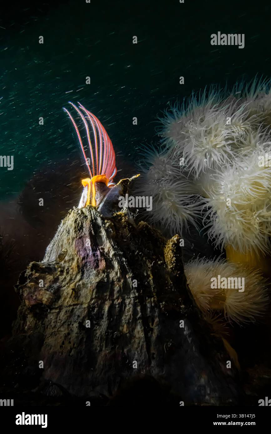 Riese Acorn Barnacle, Balanus nubilus, mit kurzen Plumose-Anemonen, die in Strömung gefüllt mit Plankton, Bremerton Marina Bremerton, Washington St. Stockfoto