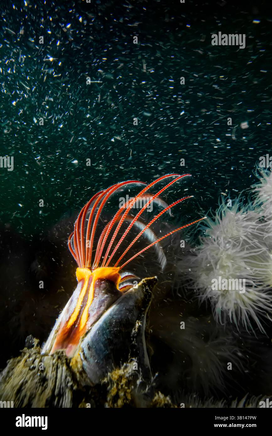Riese Acorn Barnacle, Balanus nubilus, mit kurzen Plumose-Anemonen, die in Strömung gefüllt mit Plankton, Bremerton Marina Bremerton, Washington St. Stockfoto