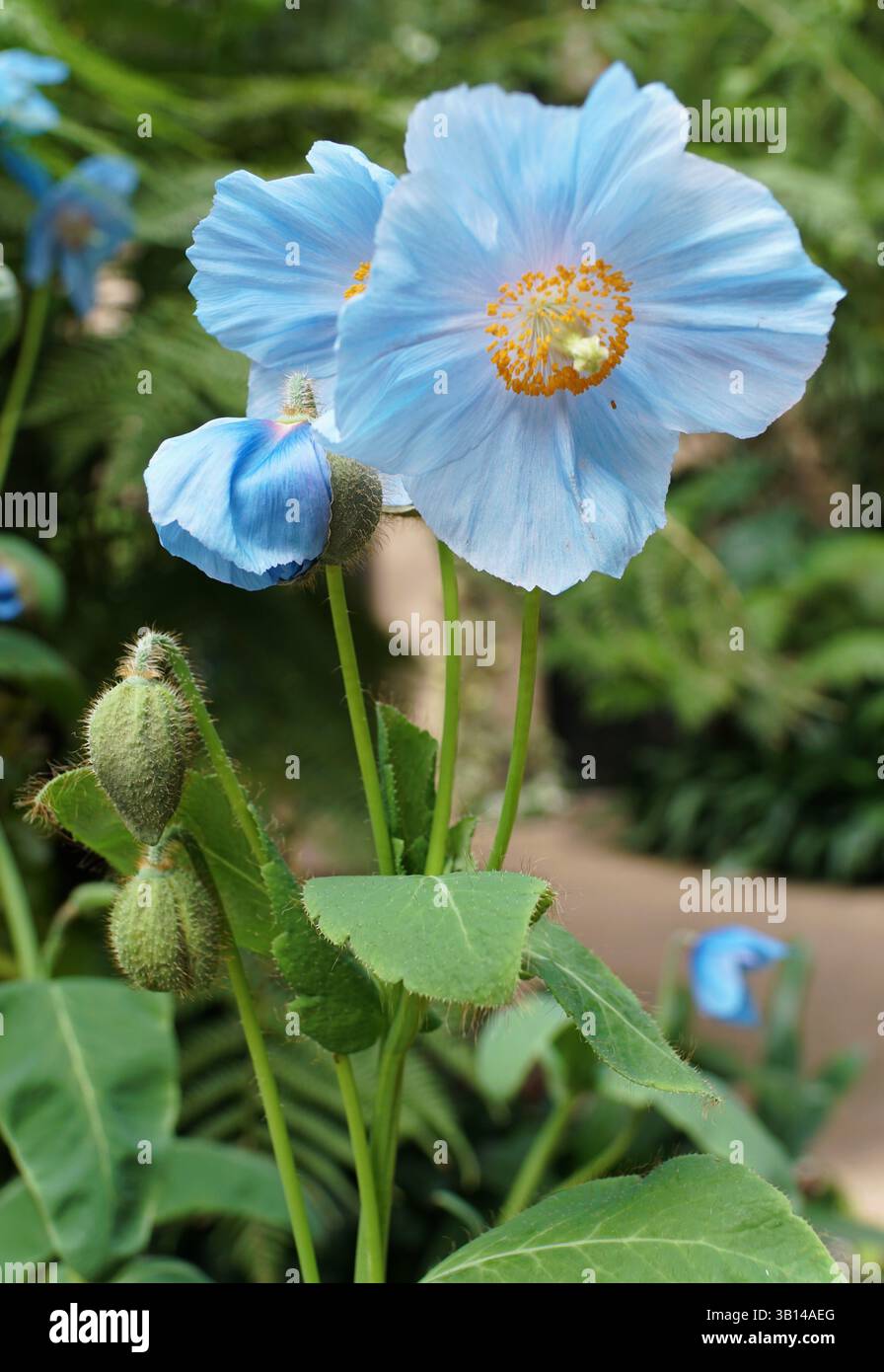 Eine hellblaue Mohnblume, die die Schönheit der Kunstfertigkeit der Natur zeigt. Stockfoto