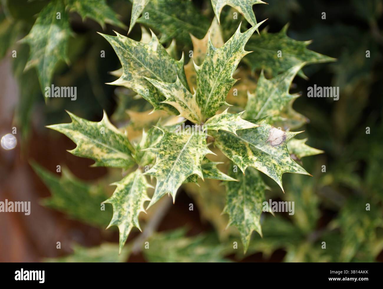 Nahaufnahme der verschiedenen Blätter von Holly Osmanthus heterophyllus Goshiki, die das leuchtende Grün und cremegelbe Muster zeigen. Stockfoto