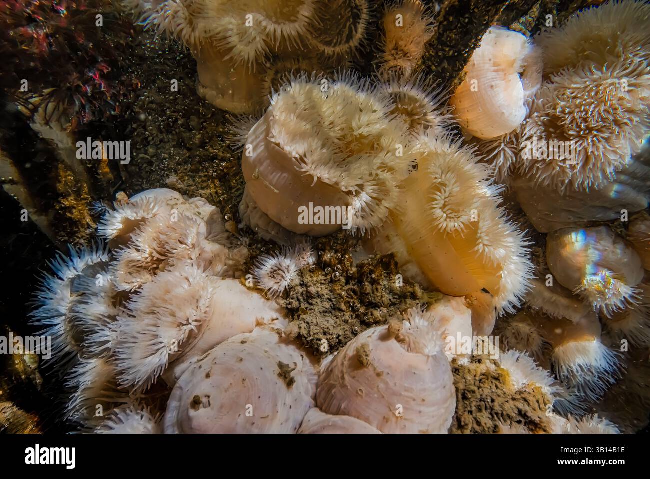 Kurze Plumose Anemone, Metridium dianthus, an Docks in Bremerton Marina, Bremerton, Washington State, USA Stockfoto