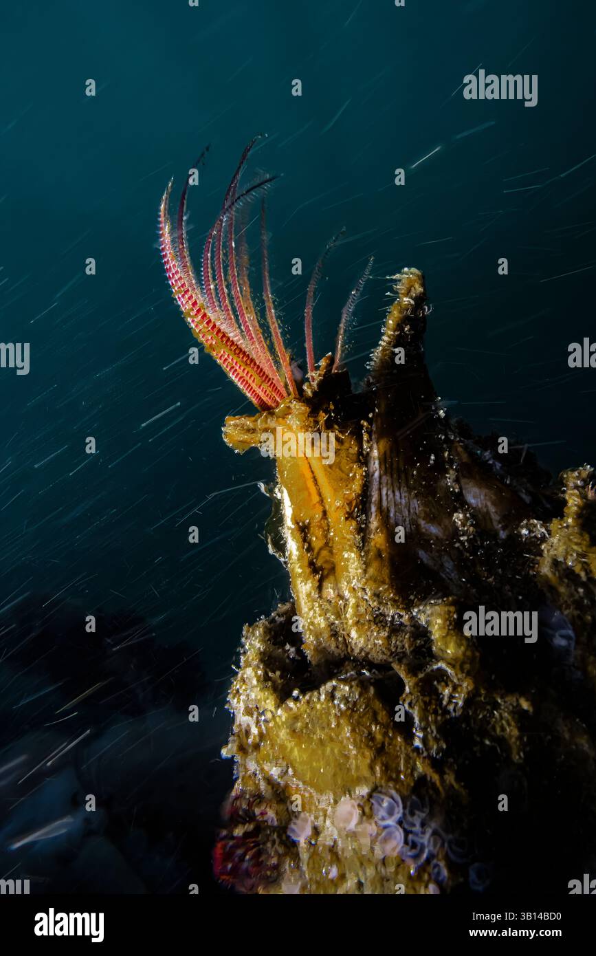 Riesen-Acorn-Barnacle, Balanus nubilus, Filterfütterung von vorbeifließendem Plankton, Bremerton Marina, Washington State, USA Stockfoto