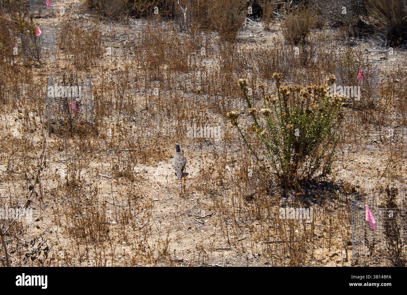 Brauner Sträucher in der Wüstenlandschaft Stockfoto