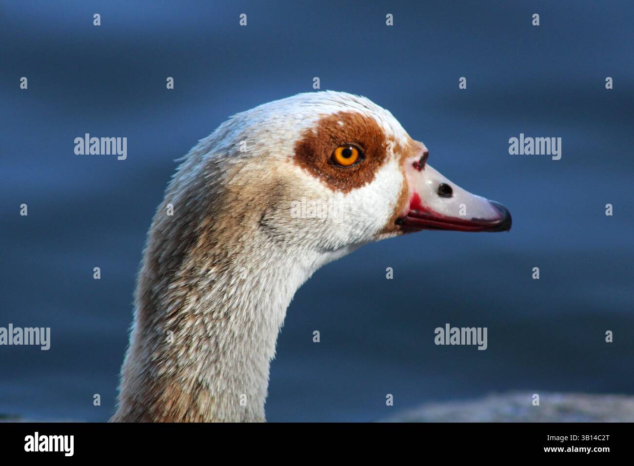 Gänsekopf nah mit gelbem Auge Stockfoto