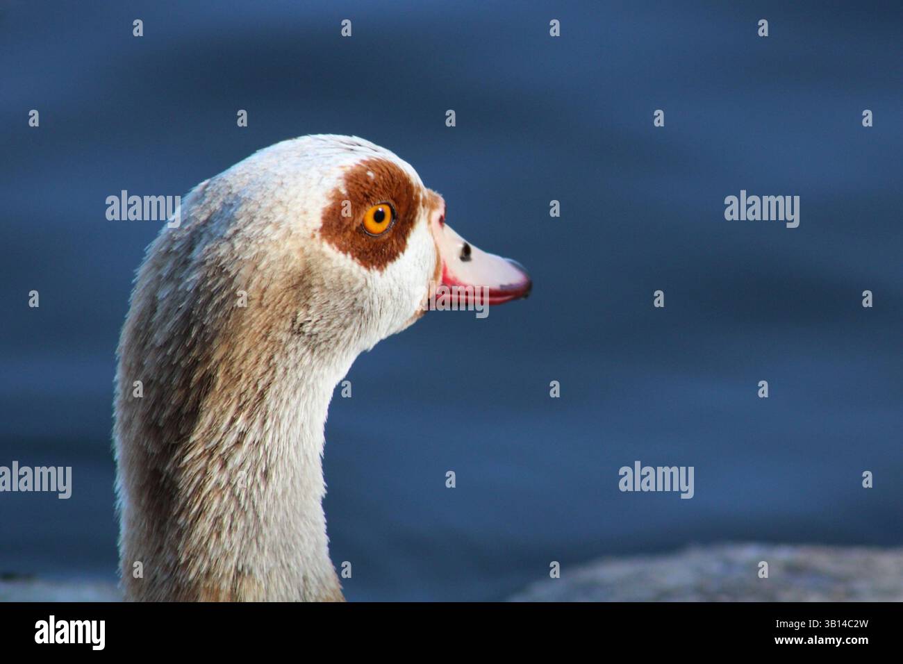 Gänsekopf nah mit gelbem Auge Stockfoto