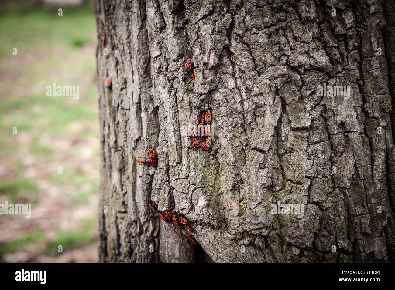 In einem Belgrader Park krabbeln durch die zerrissene Eichenrinde europäische Feuerkäfer (Pyrrhocoris apterus), wobei leuchtende rot-schwarze Insekten ein markantes n bilden Stockfoto