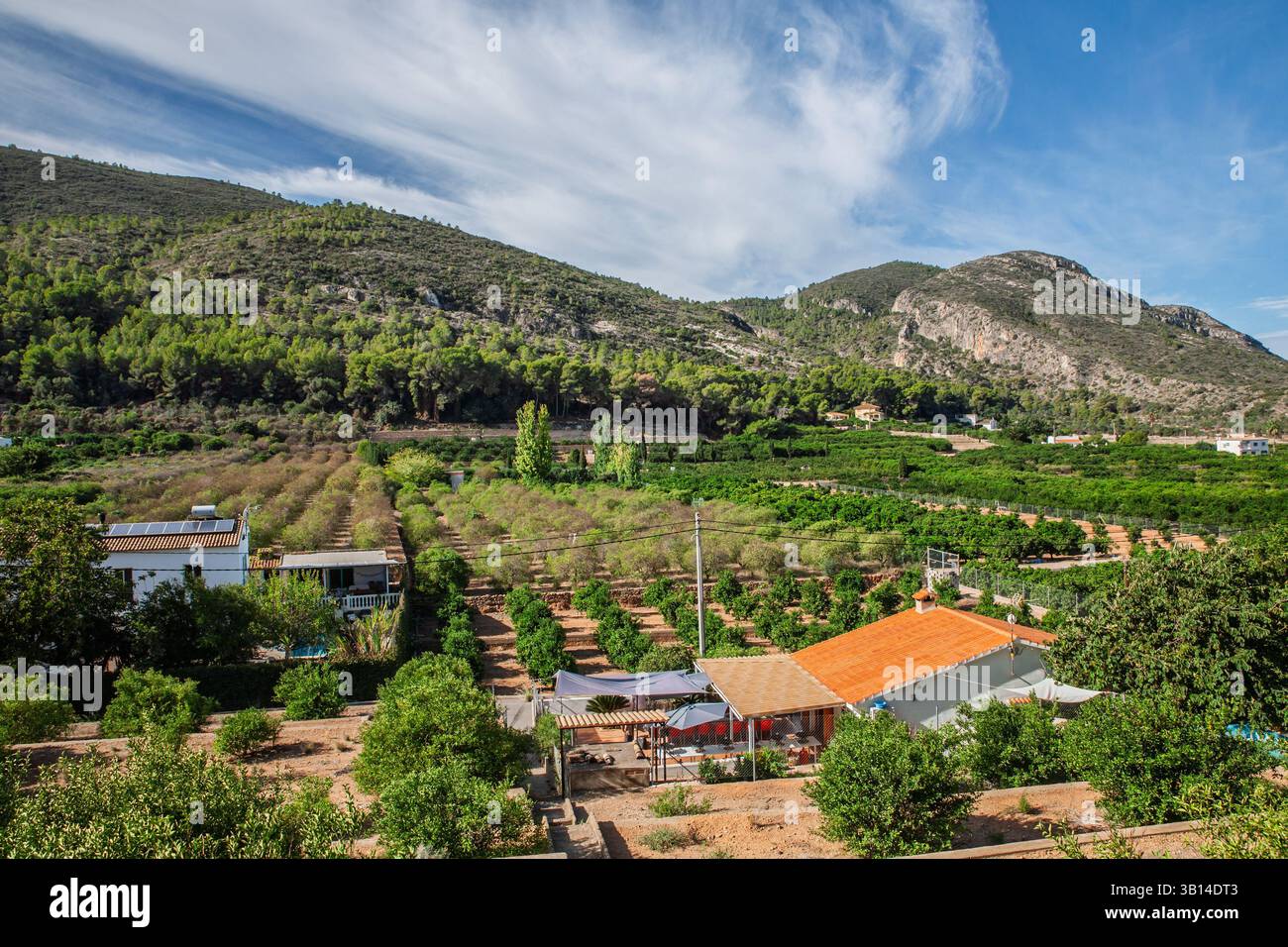 Reihen von Zitrus- und Mandelbäumen im Park Les Fontanelles in der Nähe von Corbera, Valencia. Bauernhäuser, Terrassen-Obstgärten und Kiefernhügel bilden einen Klas Stockfoto
