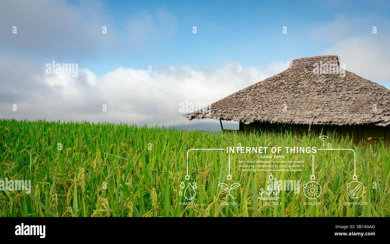 Smart-Farming-Konzept. Traditionelles asiatisches Reisfeld, auf dem grüne Kulturen unter blauem Himmel gedeihen und IoT-Technologie ländliche Landschaft mit Moderne verbindet Stockfoto
