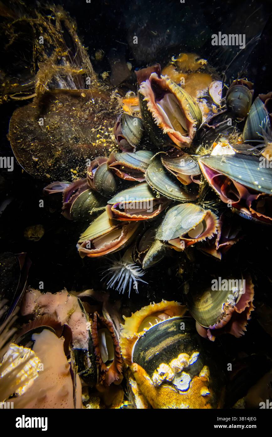 Pacific Blue Mussel, Mytilus trossulus, in Port Orchard Marina, Washington State, USA Stockfoto