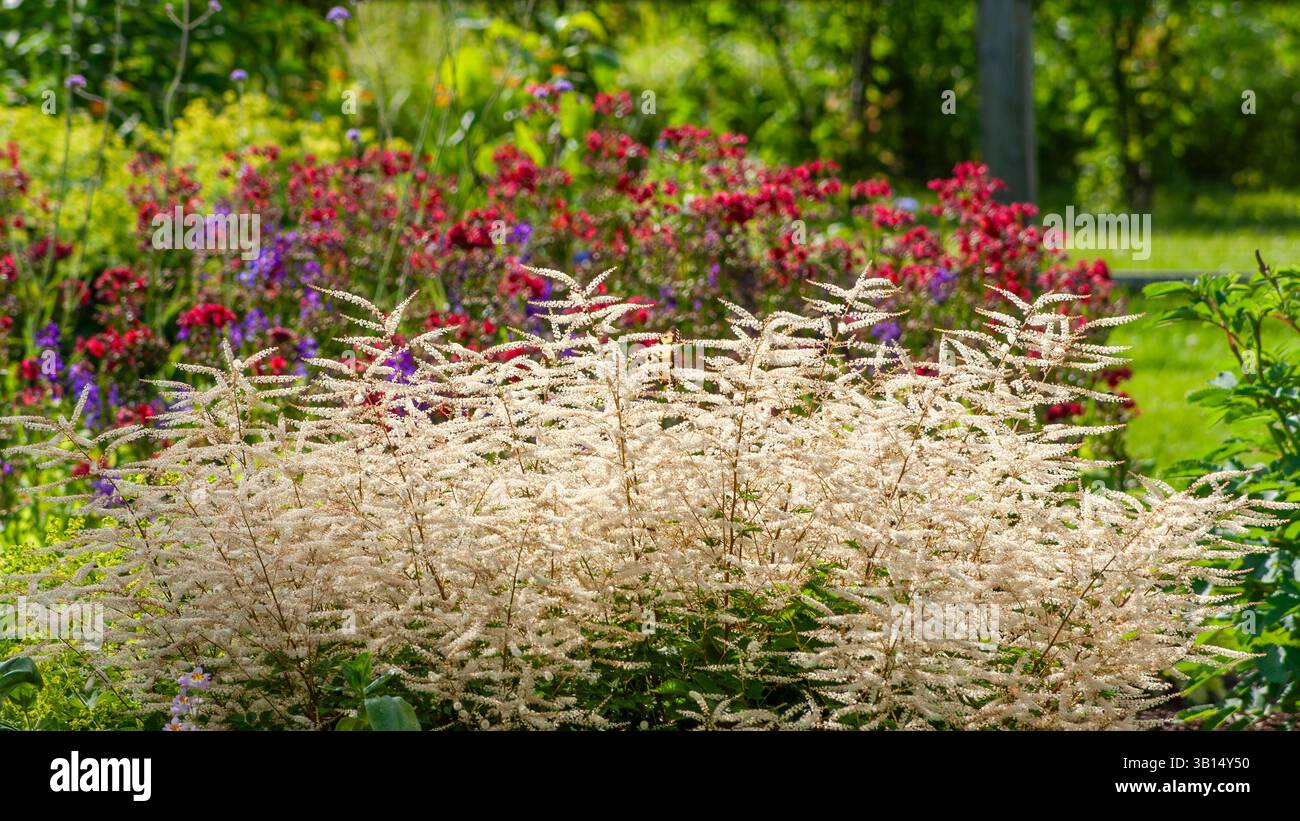 Aruncus „Chantilly Lace“ mit luftigen weißen Blütenfedern, die an einer Sommergrenze im Stevens-Coolidge House Gardens, Massachusetts, USA, blühen. Stockfoto