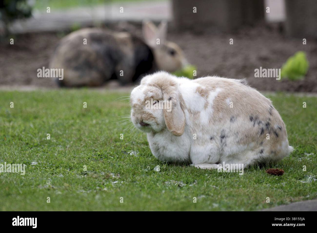Hauskaninchen (Oryctolagus cuniculus domestica), Widderkaninchen, Schlampenohren, Rasse, zwei, Garten, Freiheit, Ein helles Widderhase sitzt auf dem Rasen Stockfoto