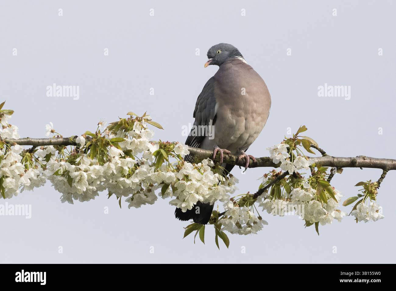 Eine Holztaube (Columbus palumbus), die auf einem blühenden Zweig sitzt, umgeben von weißen Blumen, Hessen, Deutschland, Europa Stockfoto