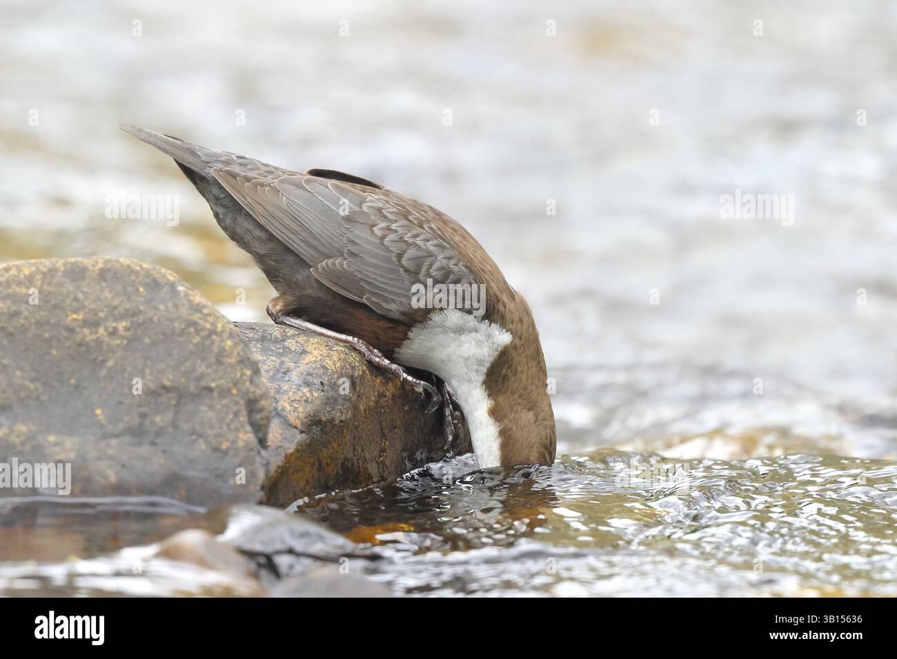 Weißkehlentaucher (Cinclus cinclus) auf der Suche nach Unterwassertauchen, Wildtieren, Naturfotografie, songvogel, Siegerland, Nordrhein-Westfalen, Deutschland Stockfoto