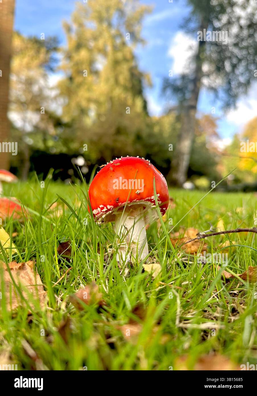 Ein lebhafter Fliegenpilz (Amanita muscaria) steht kühn in einem grünen Gras, dessen ikonische rote Kappe mit weißen Warzen verziert ist Stockfoto