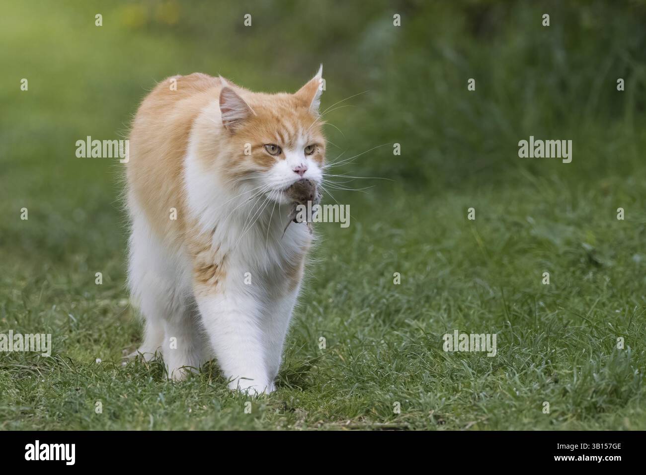 Eine orange-weiße Hauskatze (Felis catus), die Beute im Mund trägt und durch das Gras läuft, Hessen, Deutschland, Europa Stockfoto