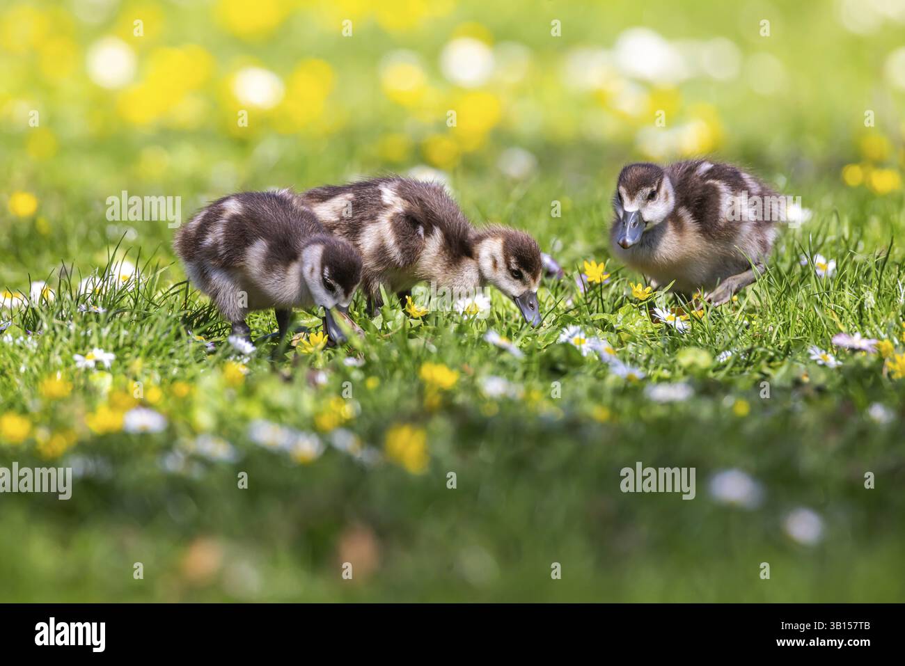 Küken der Nilgans (Alopochen aegyptiaca) frisch geschlüpft, Park im Frühjahr mit Frühlingsblumen. Stuttgart, Baden-Württemberg, Deutschland, Europa Stockfoto