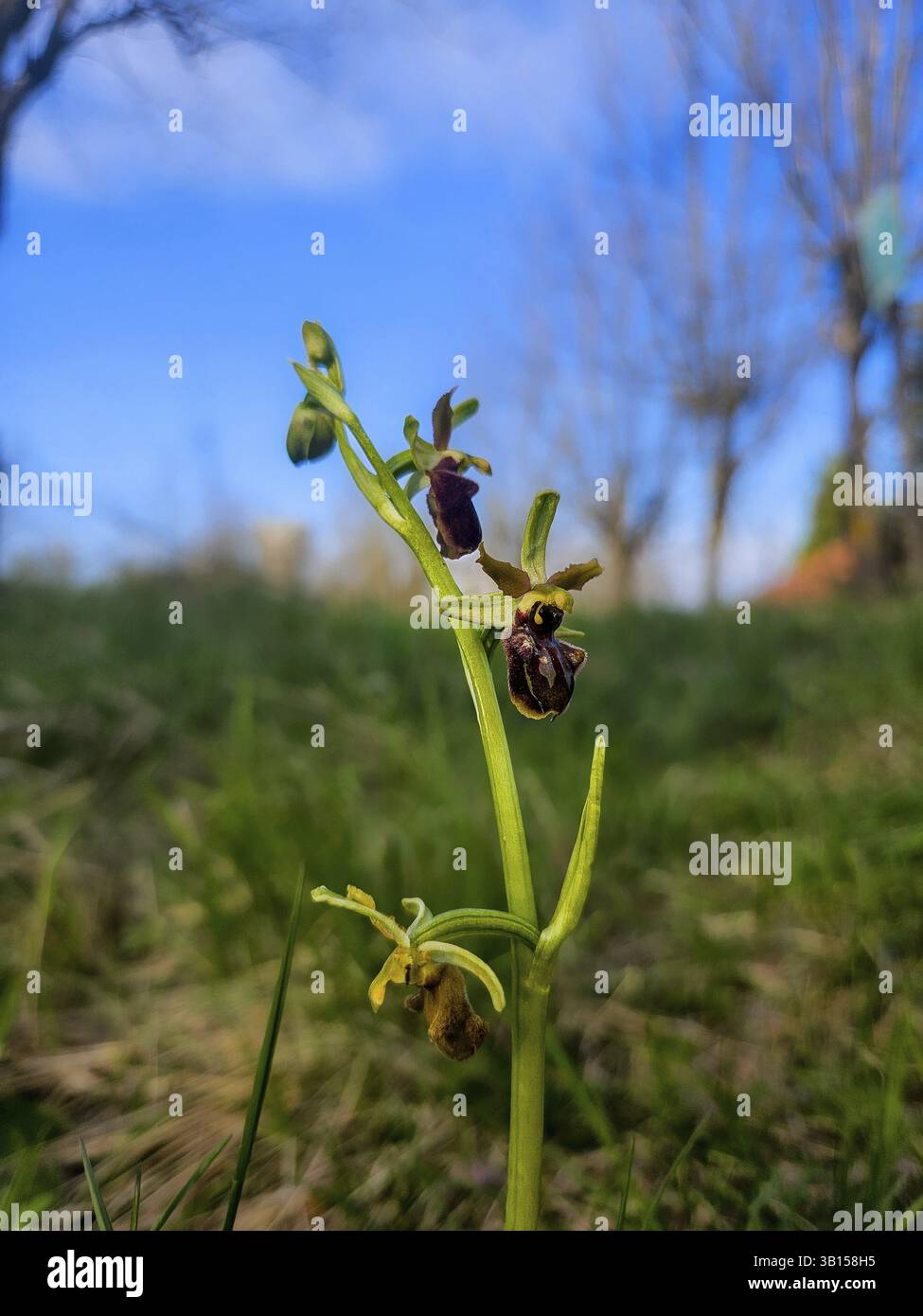 Wilde Orchideen (Aymonin-Ragkraut), die auf einer Wiese wachsen. Der grüne Stiel mit mehreren kleinen, dunkelvioletten Blüten ist im Vordergrund zu sehen. Die Hinterhand Stockfoto