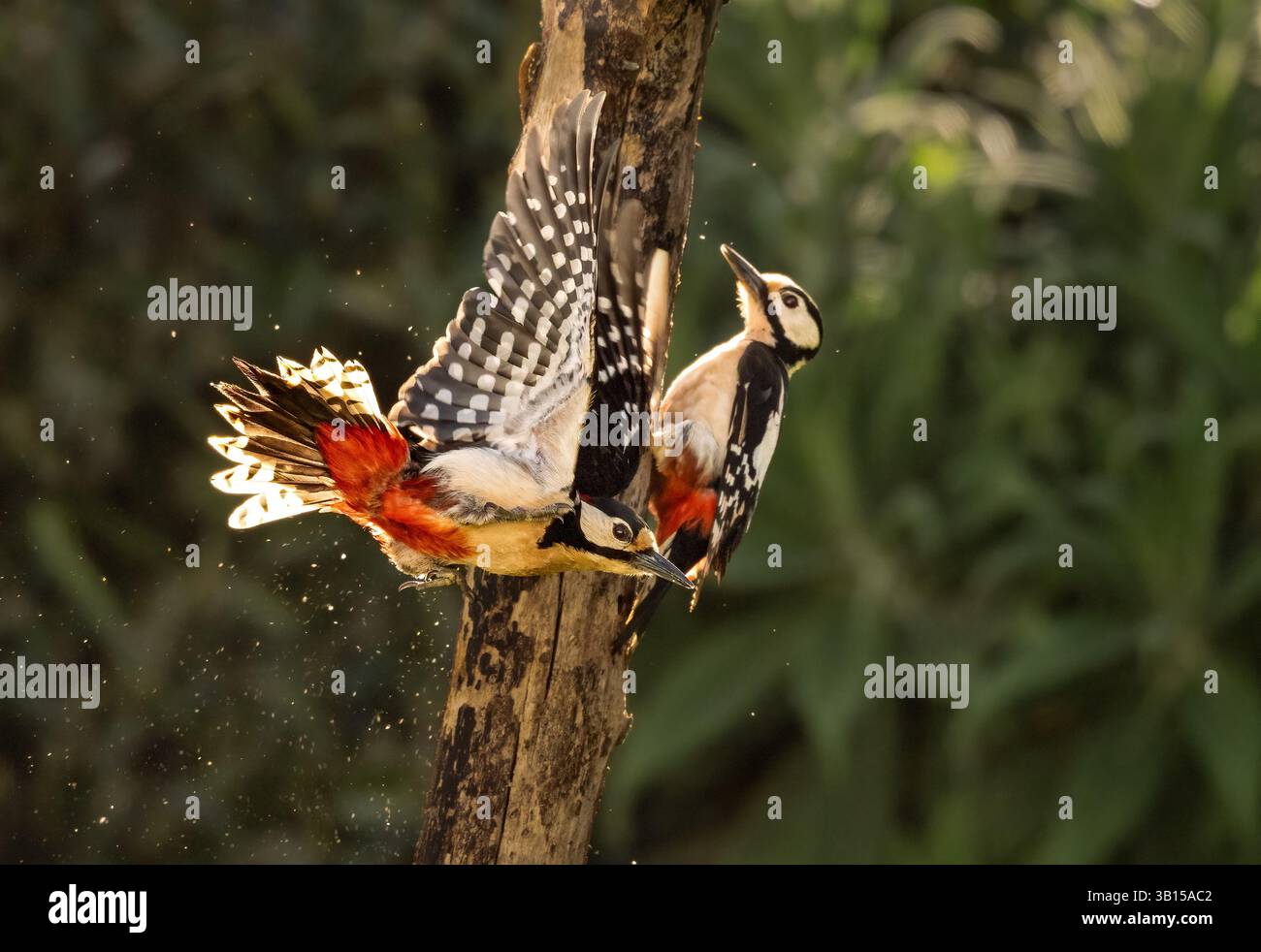 Männlich und weiblich Großspecht zusammen Stockfoto