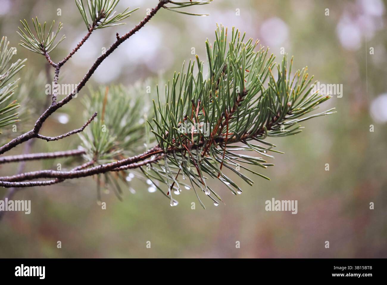 Regentropfen hängen nach Regen an den Nadelnadeln. Ruhige und frische Stimmung, Makroaufnahme, Perspektive auf Augenhöhe, Waldumgebung, Schwerpunkt auf Kiefernzweig Stockfoto