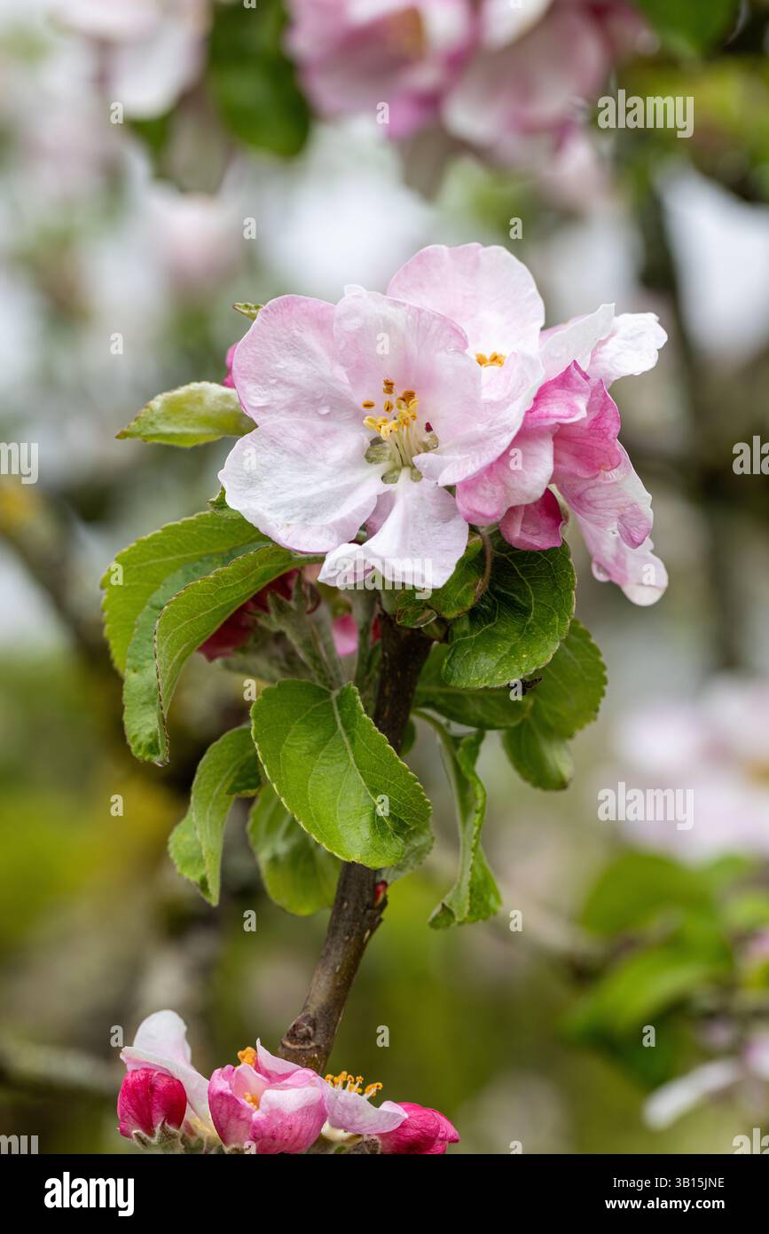 Nahaufnahme der Apfelblüte von Malus domestica Arthur Turner, die im Frühjahr in einem englischen Garten blüht, England, Großbritannien Stockfoto