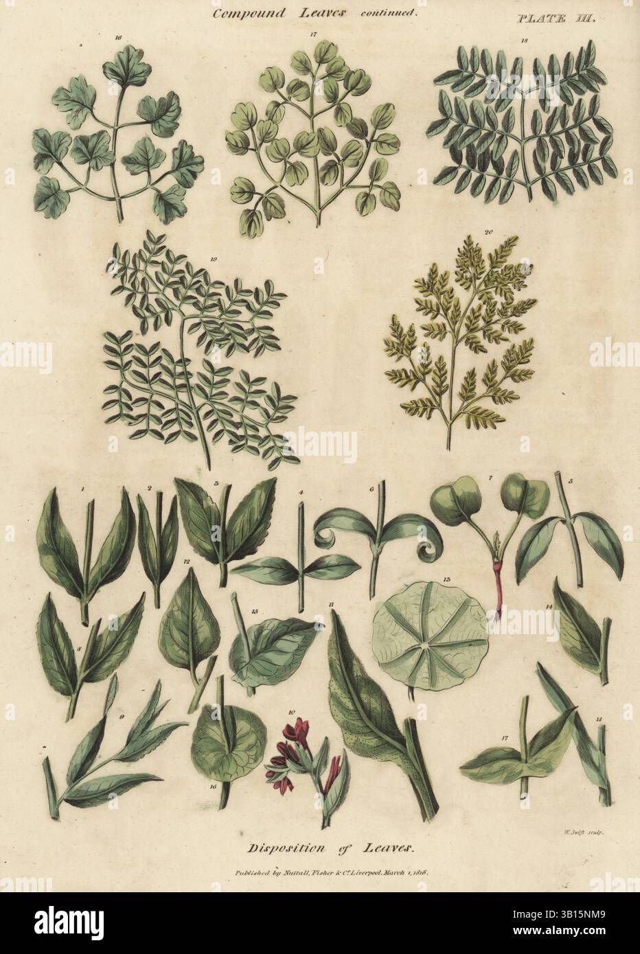 Zusammengesetzte Blätter von Pflanzen und Bäumen und Blattdisposition am Stamm. Handkolorierter Kupferstich von W. Swift aus Thomas Green's The Universal Herbal oder Botanical, Medical and Agricultural Dictionary, Caxton, London, 1824. Stockfoto