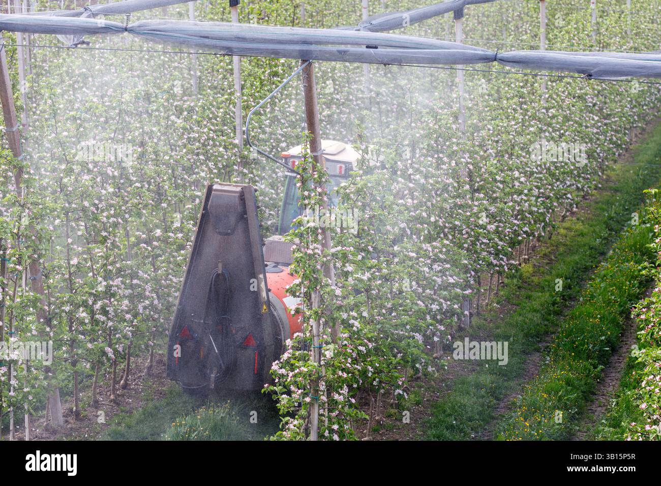 Traktor sprüht Pestizide auf Apfelbäume. Ein Traktor sprüht einen blühenden Obstgarten. Reihe nach Reihe von Bäumen sind mit Blüten bedeckt. Ein Rahmen wird unterstützt Stockfoto
