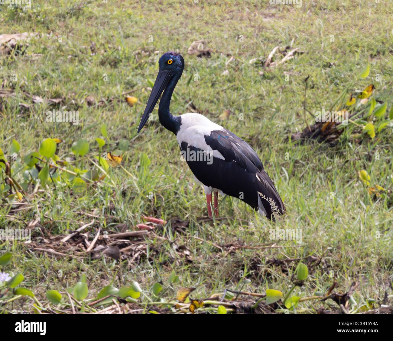 Ein Schwarzhalsstorch im Yala-Nationalpark, Sri Lanka Stockfoto