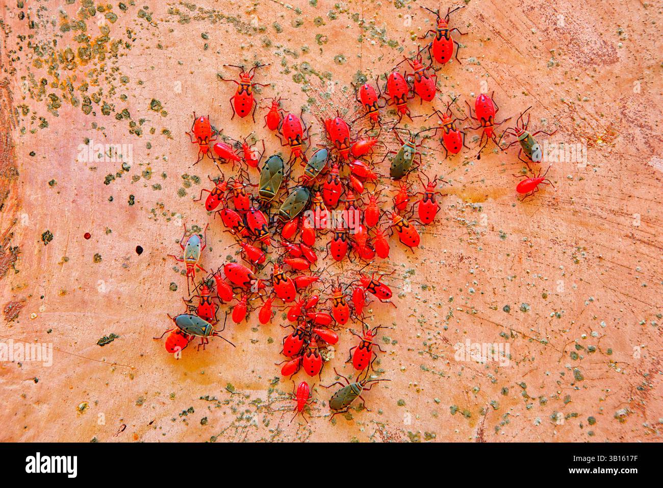 Insekten in Changuu (Gefängnis) Insel Sansibar. Stockfoto