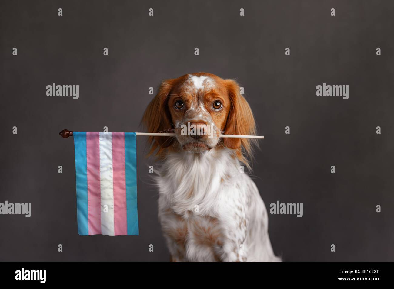 Spaniel-Hund mit Transgender-Stolz-Flagge auf dunkelgrauem Studiohintergrund Stockfoto