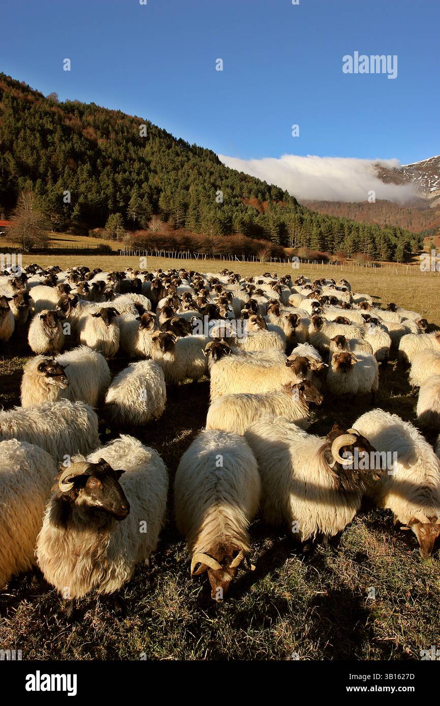 Sheeps Pappbrille in Larra Belagua Umgebung, Pyrenäen Roncal-Tal, Navarra, Spanien Stockfoto