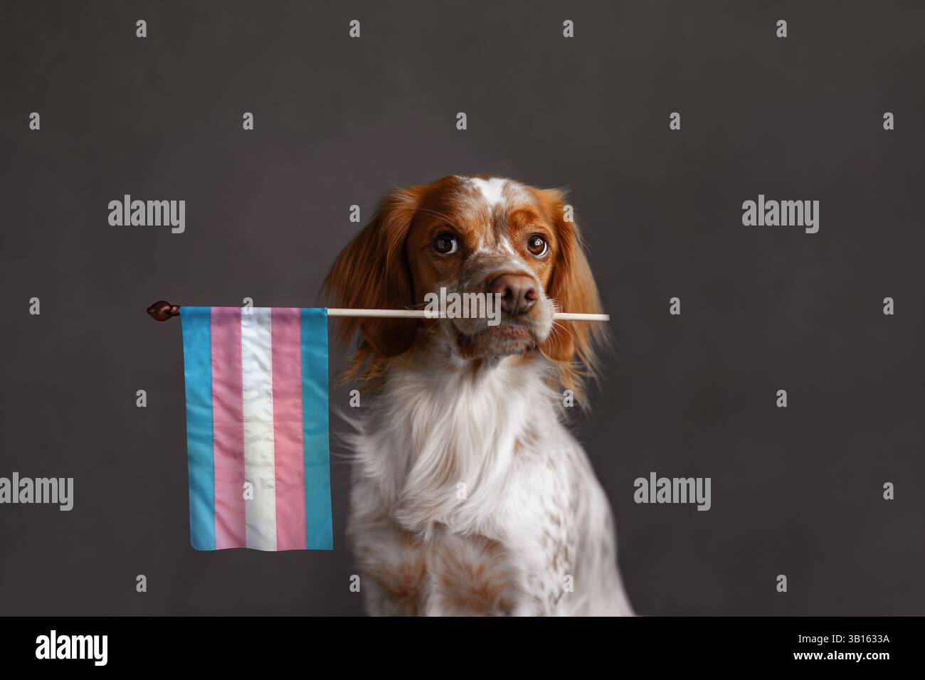 Spaniel-Hund mit Transgender-Stolz-Flagge auf dunkelgrauem Studiohintergrund Stockfoto
