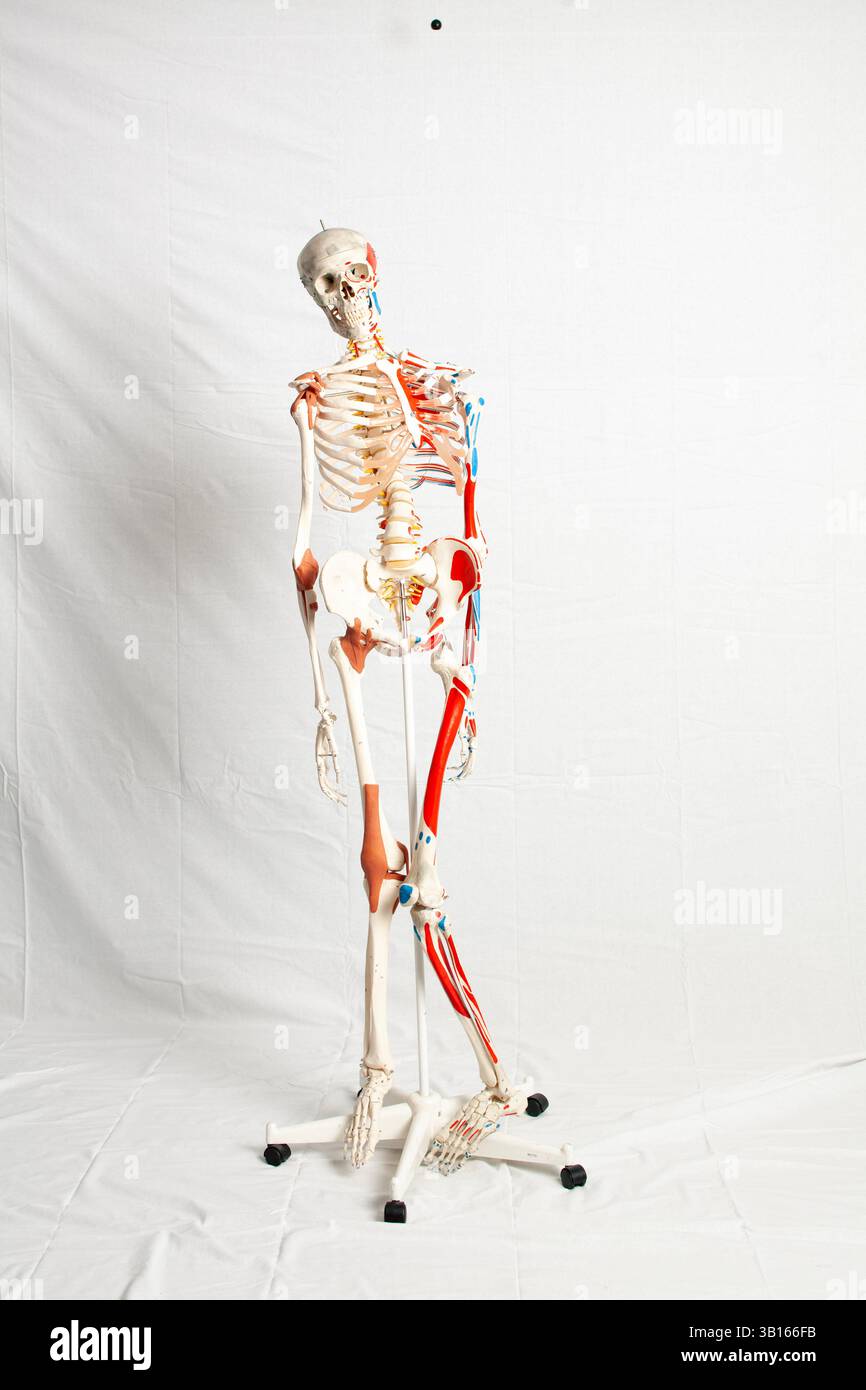 Ein vorbildliches menschliches Skelett vor weißem Hintergrund Stockfoto
