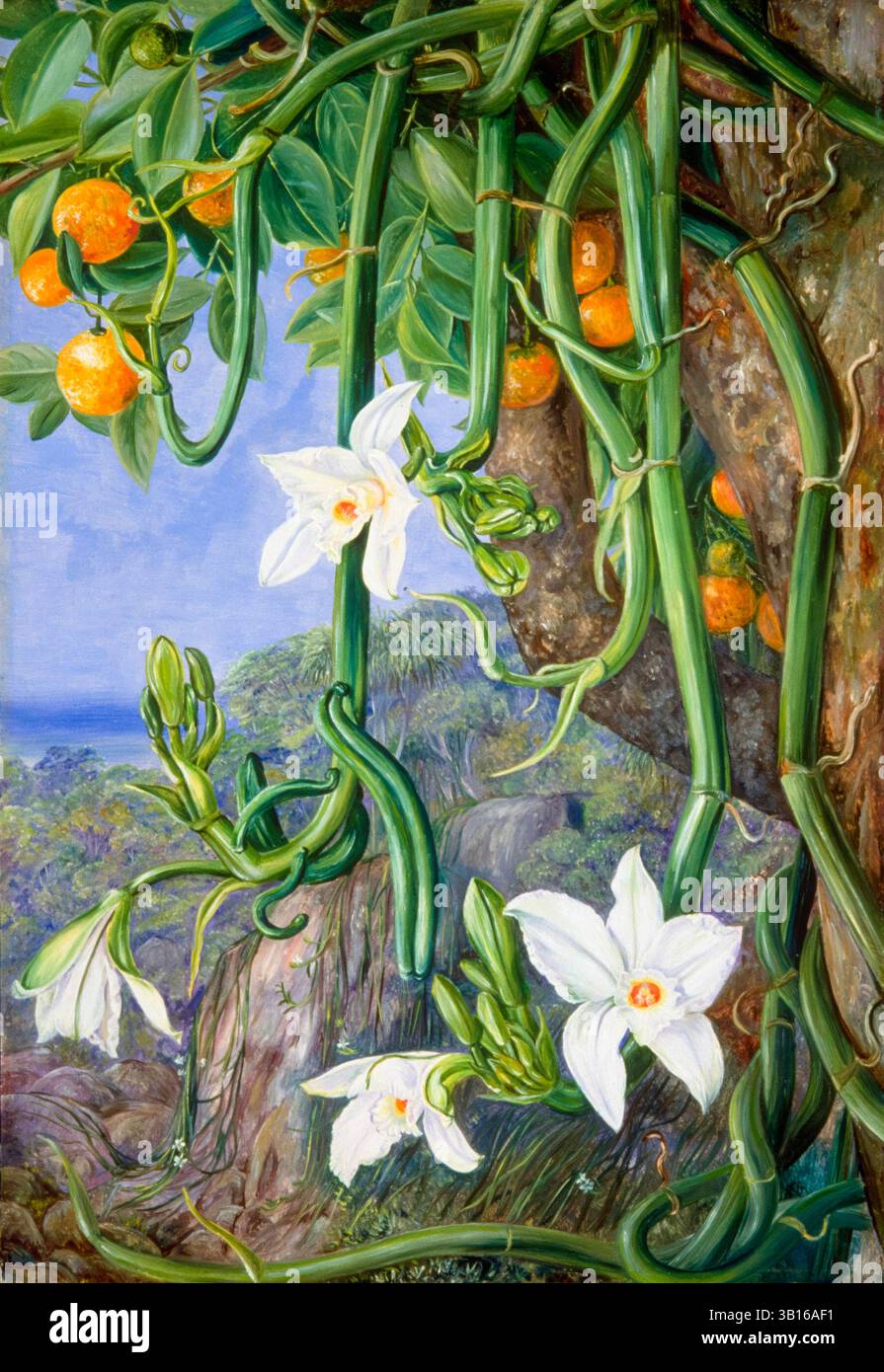 Marianne North, Gemälde, die Vanilla der Ureinwohner hängt von der wilden Orange, Praslin, Seychellen, vor 1890 Stockfoto