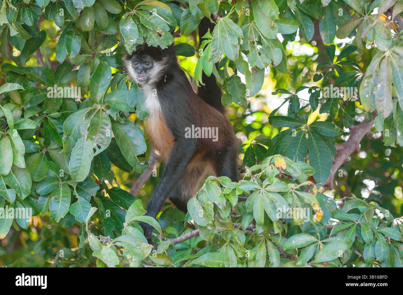 Geoffroys Spinnenaffen, Schwarze Spinnenaffen, Mittelamerikanischer Spinnenaffen (Ateles geoffroyi), Weibchen, das auf einem Ast in einem Baum steht, Nicara Stockfoto