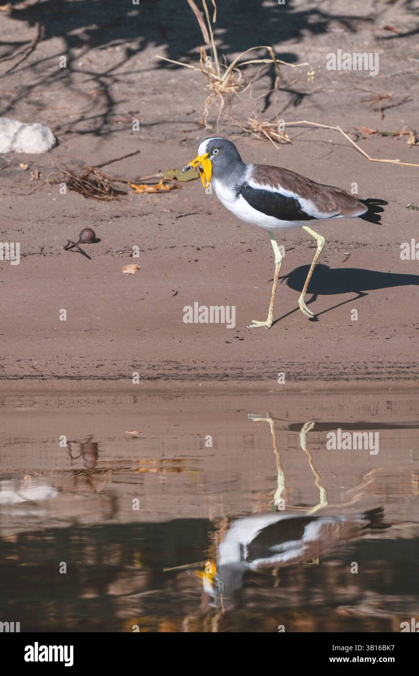 Weißgekrönter Pflug (Vanellus albiceps), sitzt am Ufer des Wassers, Botswana, Chobe National Park, Kasane Stockfoto