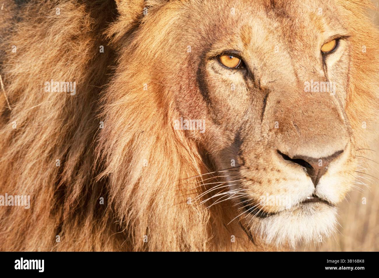 Löwe (Panthera leo), männlich, Porträt, Botswana, Moremi Game Reserve, Okavango Delta Stockfoto