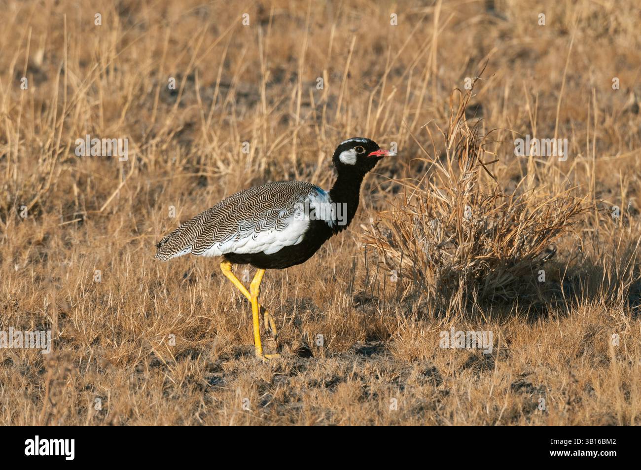 Nördlicher schwarzer Korhaan, weiß gequilelte Trappe (Afrotis afraoides), Spaziergang in der Savanne, Botswana, Central Kalahari Game Reserve Stockfoto
